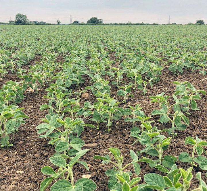 buckinghamshire soya bean crop