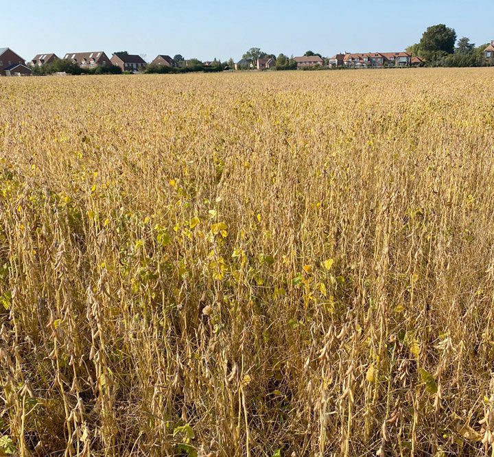 Soya Harvest Buckinghamshire