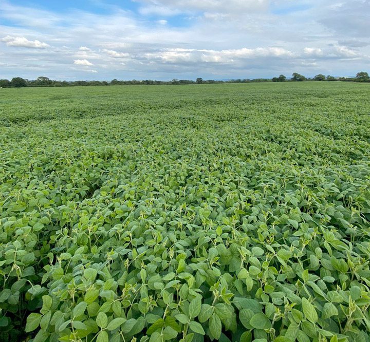 soya july buckinghamshire