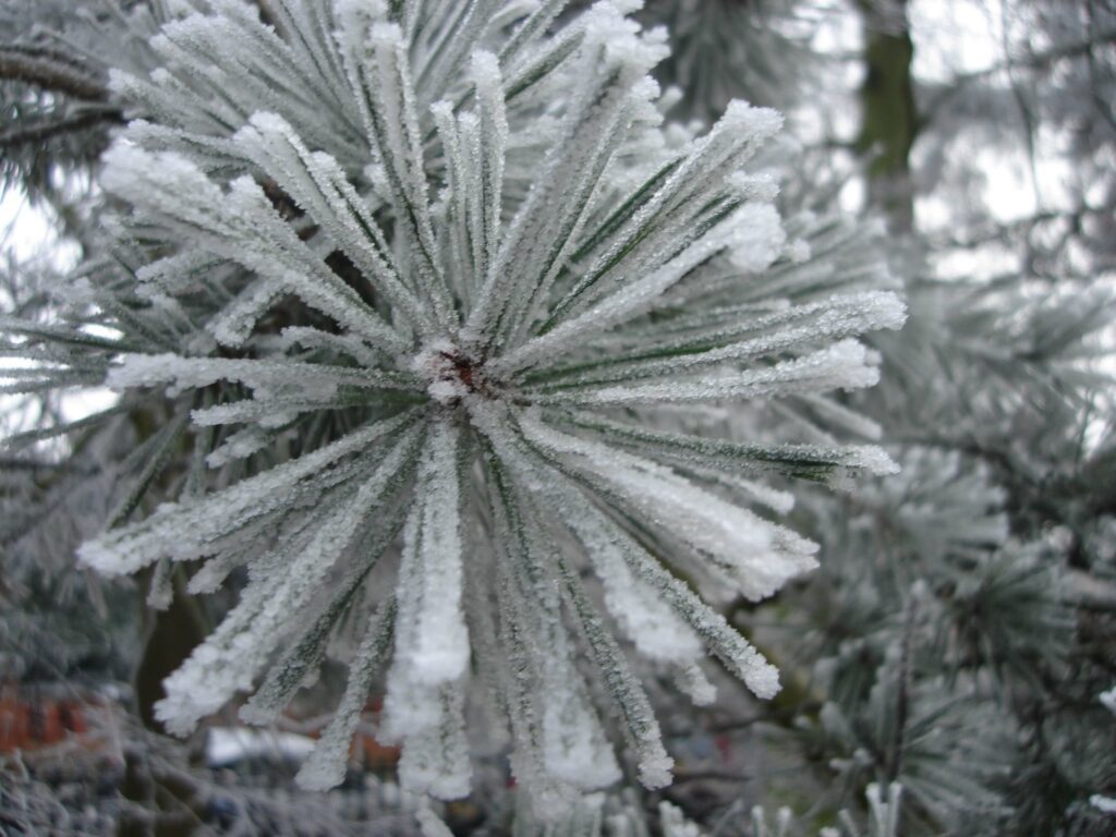 Iced Pine