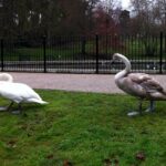 Mute Swan and Signet-min