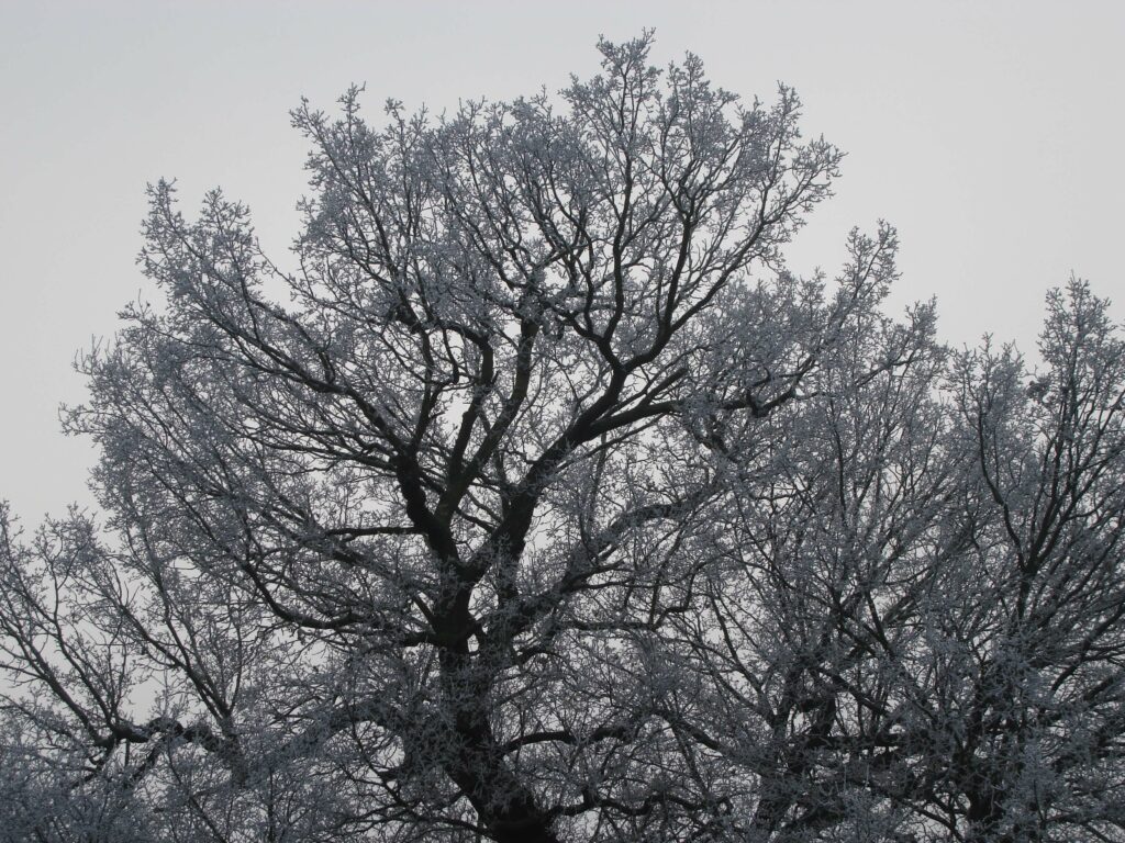 Winter Oak