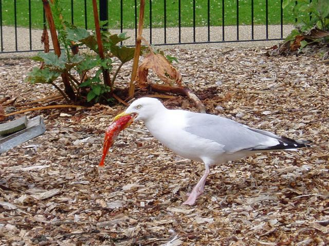 herring gull and goldfish-min