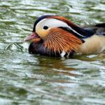 john drury - mandarin duck-cropped-min