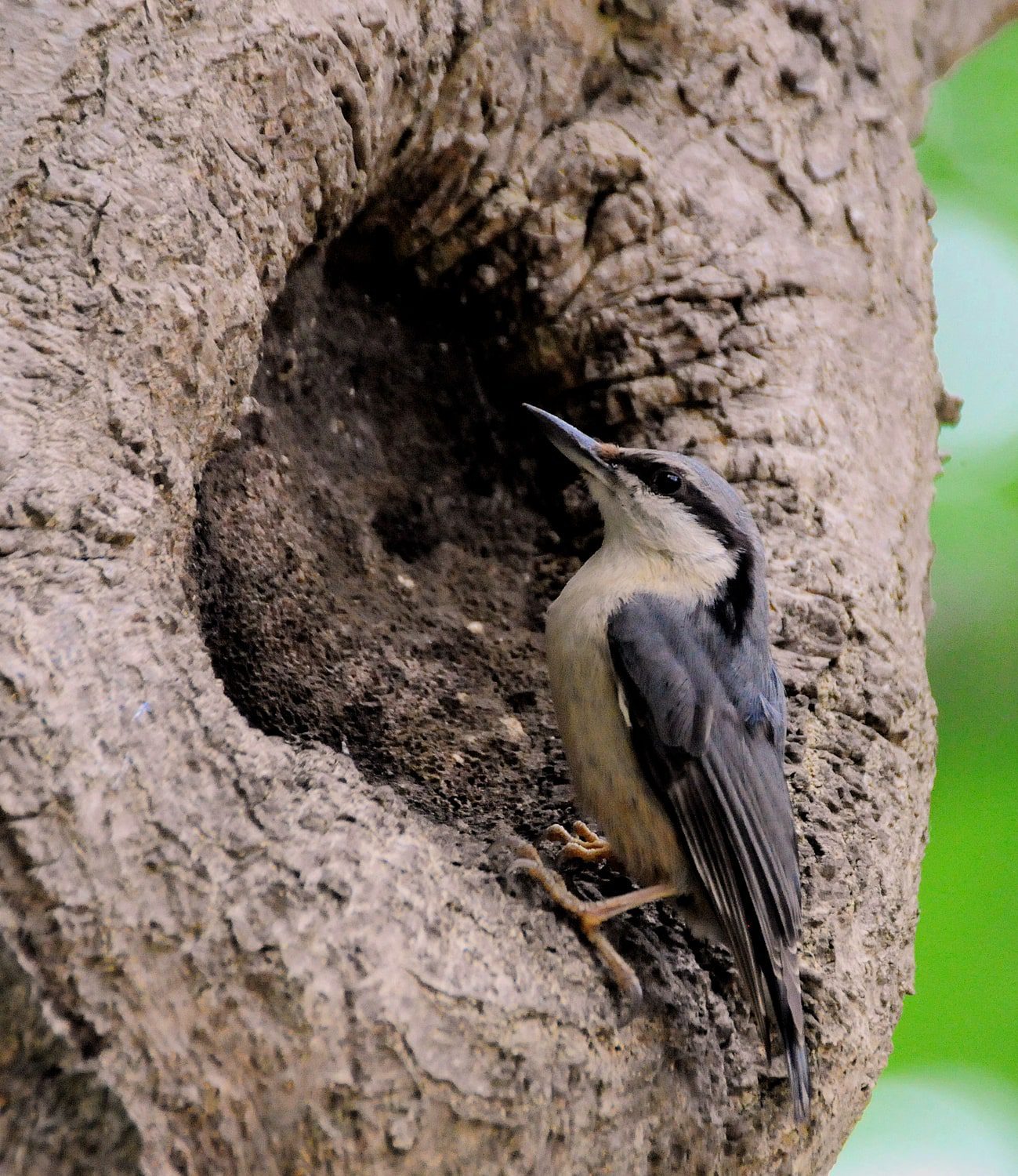 john drury - nuthatch 01-min