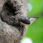 john drury - nuthatch 02-min