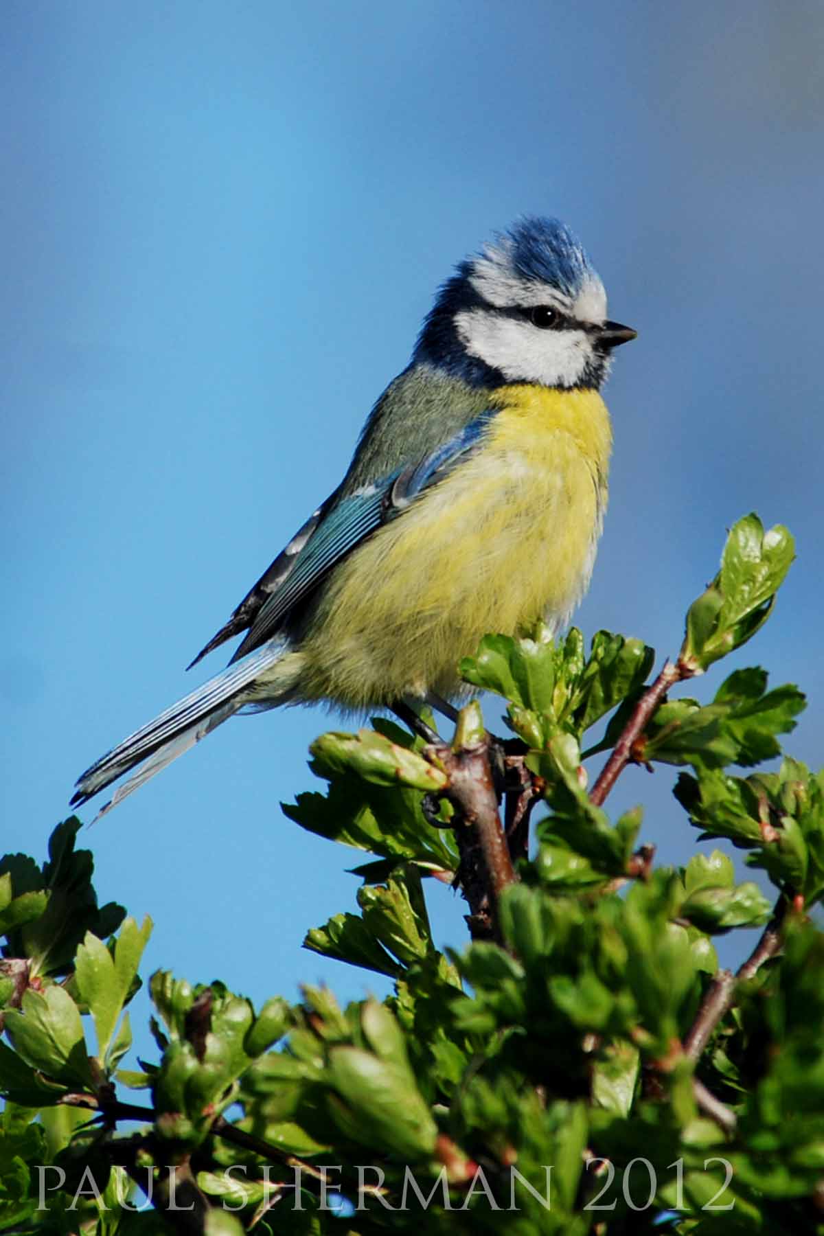 paul sherman - bluetit-min