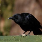 paul sherman - carrion crow-min