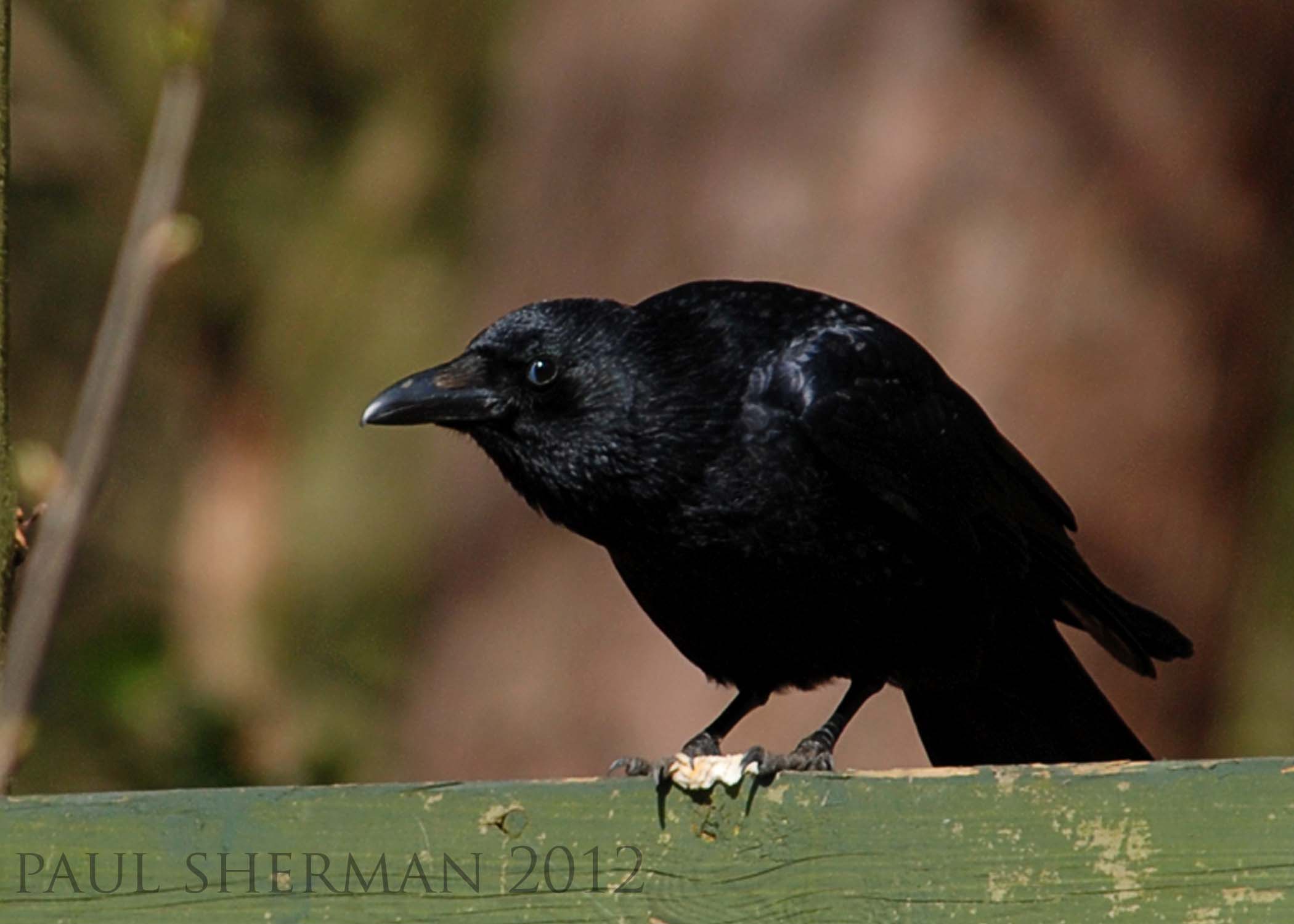 paul sherman - carrion crow-min