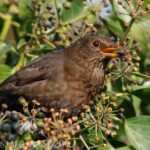 paul sherman - female blackbird-min