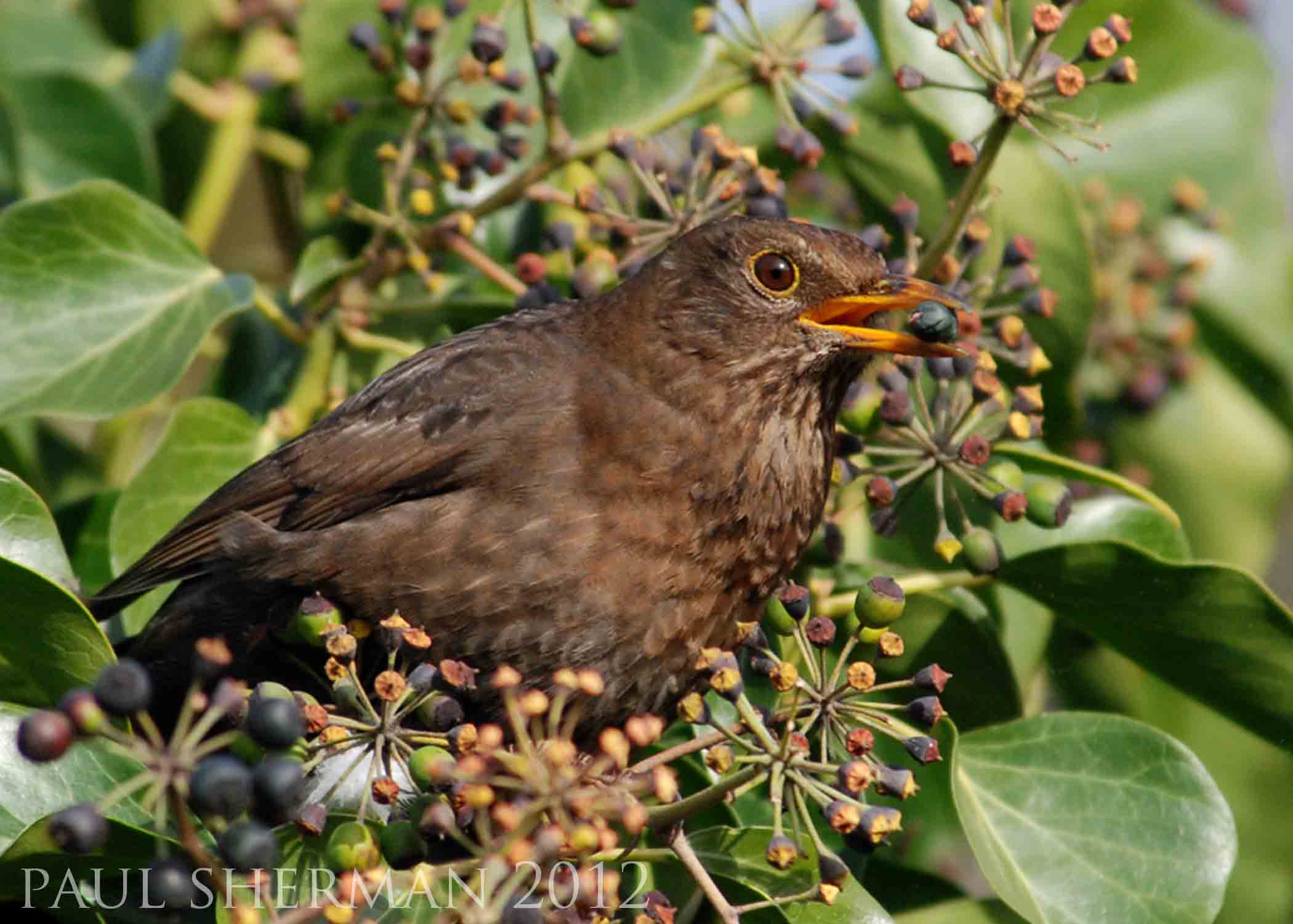 paul sherman - female blackbird-min