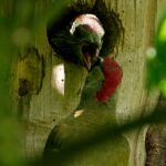 paul sherman - green woodpecker-min
