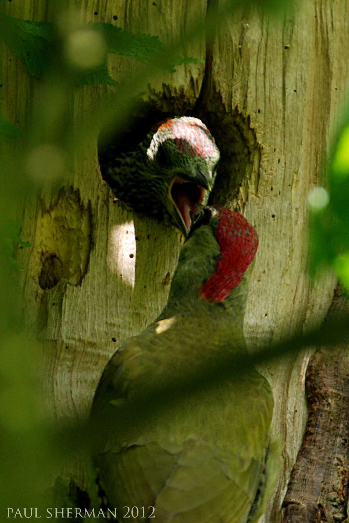 paul sherman - green woodpecker-min