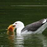 paul sherman - lesser black-backed gull eating goldfish-min