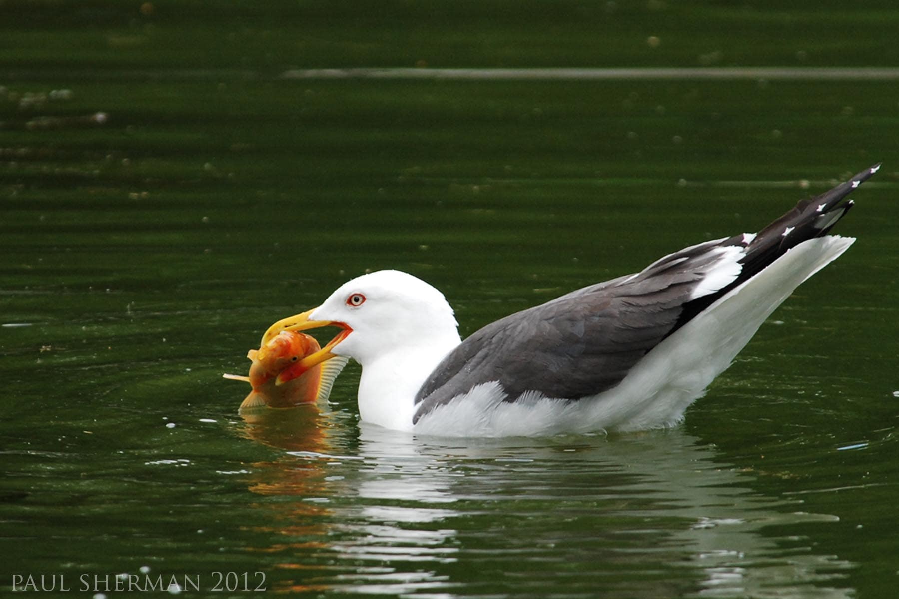 paul sherman - lesser black-backed gull eating goldfish-min