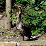 steve partridge - cormorant on wilderness pond-min