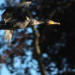 steve partridge - wilderness cormorant 2-min