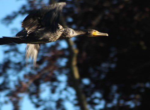 steve partridge - wilderness cormorant 2-min