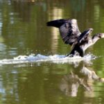 steve partridge - wilderness cormorant 3-min