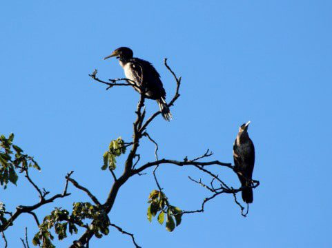 steve partridge - wilderness cormorant 4-min