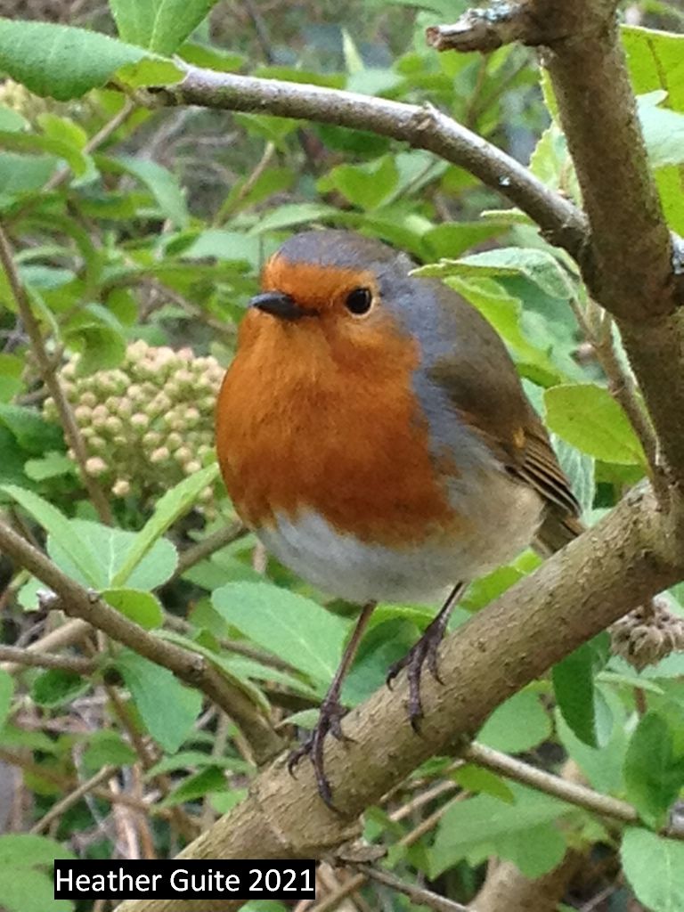 Robin in Christchurch Park