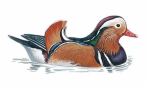 Birds in the Park Mandarin