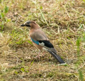 Birds in Christchurch Park