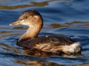 Birds in Christchurch Park